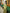 Light Green Banarsi Saree & Blouse Golden Zari Weaving