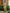Light Green Banarsi Saree & Blouse Golden Zari Weaving