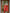 Red Soft Banarsi Silk Saree