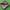 Dark Red Wedding Wear Rasam Lichi silk saree