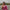 Incomparable Magenta Soft Silk Saree