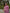 Incomparable Magenta Soft Silk Saree