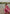 Incomparable Magenta Soft Silk Saree