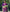 Tempting Pista Soft Silk Saree