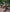 Tempting Pista Soft Silk Saree