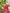 French Rose Pink Woven Lichi Silk Saree