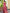 French Rose Pink Woven Lichi Silk Saree