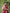 Gossamer Maroon Soft Silk Saree