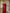 Efflorescence Red Cotton Silk Saree