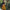 Ethnic Mustard Cotton Silk Saree