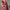 Mesmerising Maroon Soft Banarasi Silk Saree