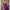 Blooming Purple Soft Banarasi Silk Saree