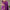 Blooming Purple Soft Banarasi Silk Saree