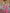 Green & Pink Floral Printed Cotton Silk Saree
