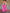 Green & Pink Floral Printed Cotton Silk Saree