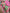 Green & Pink Floral Printed Cotton Silk Saree