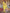 Yellow Floral Printed Cotton Silk Saree