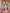 Wine & Yellow Floral Printed Cotton Silk Saree