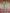 Green & Multi Floral Printed Cotton Silk Saree