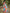 Turquoise Sky Blue Color Floral Printed Cotton Silk Saree