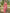 Amaranth Red Floral Printed Cotton Silk Saree