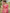 Amaranth Red Floral Printed Cotton Silk Saree