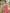 Amaranth Red Floral Printed Cotton Silk Saree