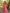 Crimson Red Floral Printed Cotton Silk Saree