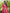 Crimson Red Floral Printed Cotton Silk Saree