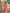 Deep Rose Floral Printed Cotton Silk Saree