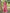 Deep Rose Floral Printed Cotton Silk Saree