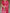 Majesty Pink Printed Cotton Silk Saree