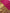 Rangvalli - Pink Silk Saree with Geometric Gold Zari Weave