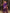 Vijayalakshmi - Purple Kanjivaram Silk Saree with Gold Paisley Zari Border