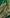 Emerald Green Banarasi Silk Saree with Golden Zari Buttas & Rich Pallu