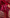 Maroon Banarasi Silk Saree with Golden Zari Buttas & Traditional Border