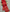 Ambika – Red Kanjivaram Silk Saree with Traditional Jacquard Work