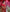 Vimala – Red Soft Silk Saree with Red Jacquard Blouse
